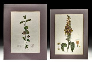 Two 19th C. British Botanical Engravings - Dr. Thornton