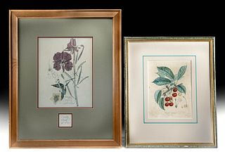 2 Framed Antique Botanical Prints - Mackintosh & Turpin