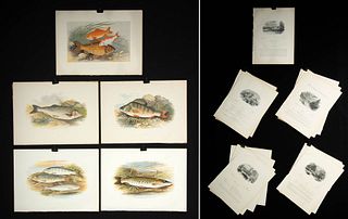 5 Houghton Chromolithographs - Freshwater Fish, 1879