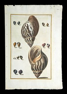 Rare 18th Engraving of Seashells for Niccolo Gualtieri
