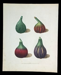 George Brookshaw Aquatint Engraving - Figs, 1817