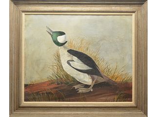 Large oil on canvas of bufflehead drake looking to sky.