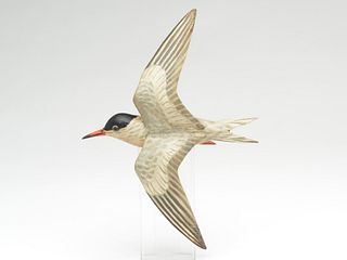 Very rare flying lesser tern, Elmer Crowell, East Harwich, Massachusetts.