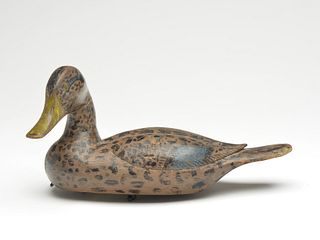 Rare black mottled duck, Xavier Bourg, Larose, Louisiana, 2nd quarter 20th century.
