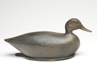 Hollow carved black duck from Martha's Vineyard, Massachusetts, 1st quarter 20th century.