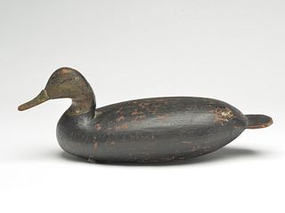 Very rare black duck attributed to Edwin Webster, Cape Charles, Virginia, 1st quarter 20th century.