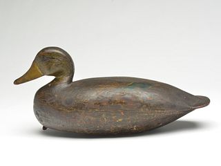 Black duck, Charles Jester, Chincoteague, Virginia, 1st quarter 20th century.