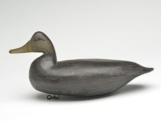 Black duck, Charles Birch, Willis Wharf, Virginia.