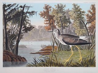 John James Audubon (1785-1851), Yellow Shank or Lesser Yellowlegs (PLATE CCLXXXVIII).