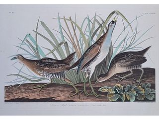 John James Audubon (1785-1851), Sora or Rail (Plate CCXXXIII).