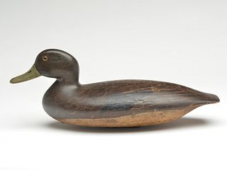 Hollow carved black duck, by a member of the Blair Family, Philadelphia, Pennsylvania, last quarter 19th century.