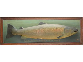 Impressive salmon plaque, P.D. Malloch (1842-1922), Perth, Scotland.