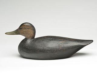 Black duck, Elmer Crowell, East Harwich, Massachusetts.