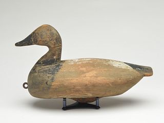 Canvasback drake, Robert Morse, Duck, North Carolina, 1st quarter 20th century.