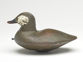 Ruddy duck, William Bailey Barco, Currituck, North Carolina.