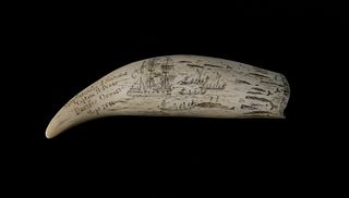 Captain H. Pease Nantucket Scrimshaw Antique Sperm Whale Tooth, 19th Century