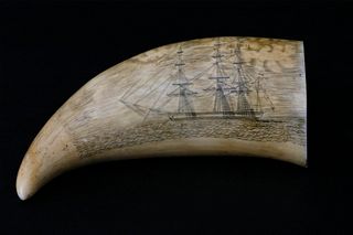 Antique Scrimshaw Sperm Whale Tooth, circa 1860