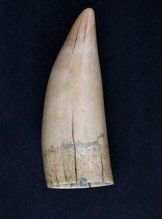 Two-Sided Scrimshaw Antique Sperm Whale Tooth, circa 1850