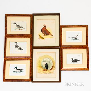 Seven Framed Colored Lithographs of Birds