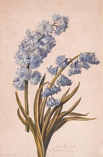 Van Spaendonck, Gérard Set aus zwei Stichen mit Blumendarstellungen. Jacinthe double / Hyacinthus orientalis L. und Seringal odorant / Philadelphus co