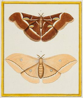   Sammlung von 20 Druckgraphiken mit Darstellungen von Insekten und Reptilien. Überwiegend Frankreich und Deutschland, 18. und 19. Jh. Verschiedene Te