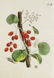 Juch, Karl Wilhelm Abbildung und populäre Beschreibung von acht und vierzig Giftpflanzen, für Jedermann, der nicht Botaniker ist. Mit 48 altkolorierte