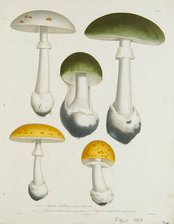   25 Druckgraphiken mit Darstellungen von Pilzen. Frankreich 19. Jh. Vorwiegend kolorierte Kupferstiche. Blattmaße von 31 x 24,5 cm bis 32 x 22,5 cm.