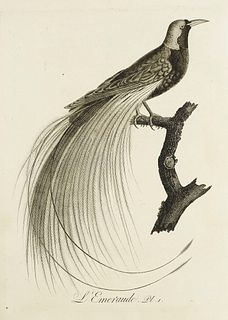Audebert, J.B. u. L.P. Vieillot Oiseaux dorés ou à reflets métalliques. Mit 190 gestochenen Tafeln (davon 1 koloriert). Edité par Imprimerie Crapelet 