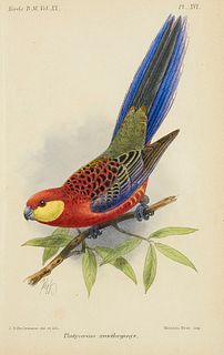 Salvadori, Tomasi Adlard Catalogue of the Psittaci, or Parrots, in the collection of the British Museum. Mit 1 ganzseitigen Holzschnitt und 18 teils h