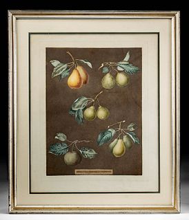 Framed 1812 Brookshaw Aquatint of Pears, Plate 77