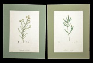 Pair of 19th C. French Redoute Botanical Engravings