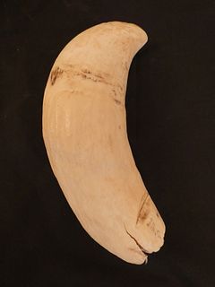 20 OUNCE WHALE TOOTH
