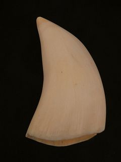 ANTIQUE POLISHED WHALE TOOTH