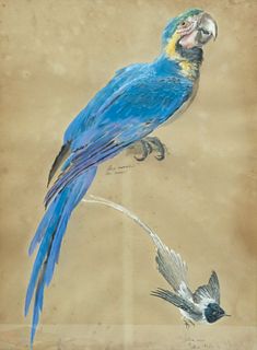 William Mussill, Bird Study, Parrot
