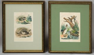 Lot of 2 Hand Colored Frog Prints