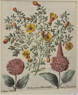 After Basilius Besler (German, 1561 - 1629), "Malus Punica Flore Simplici", engraving on paper with hand coloring, sight size 18 1/2" x 15 1/2".