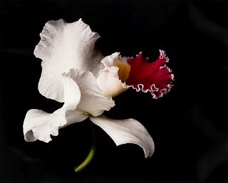 Lialia Kuchma
(20th century)
White Orchid One  and Untitled (A Pair of Works), 1988