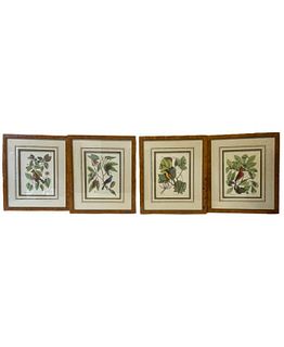 Set of 4 Framed Botanical Sketches