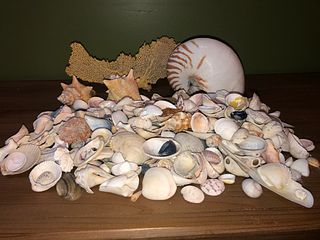 Large Lot Seashells Starfish, Nautilus etc.