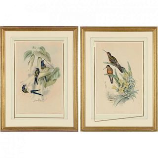 Two Gould and Richter Hummingbird Lithographs