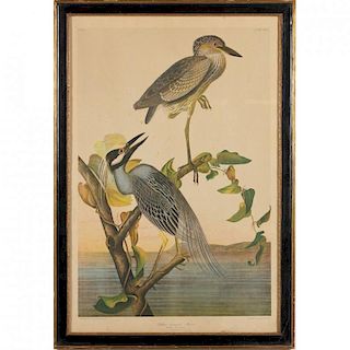 after John James Audubon, Yellow-Crowned Heron