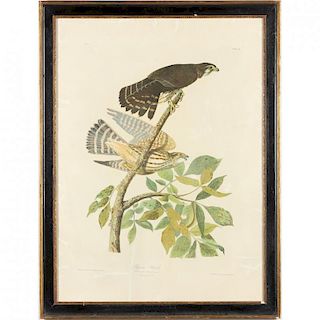 after John James Audubon, Pigeon Hawk