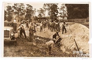 Press photo of prisoners burying fruit, Florida