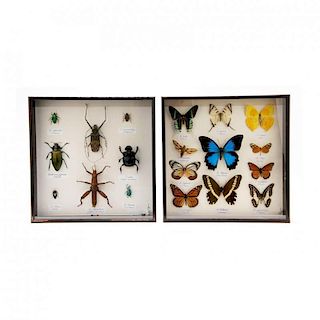 Two Naturalist Shadow Box Collections