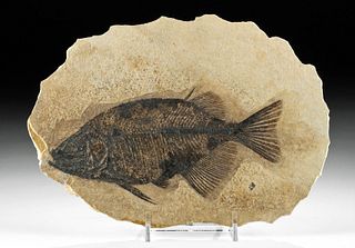 Large Fossilized Phareodus Fish in Matrix