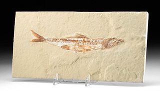 Fossilized Perionelepis Fish in Matrix