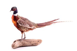 Montana Taxidermy Pheasant Rooster Mount
