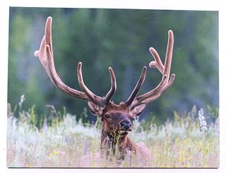 Rocky Mountain Elk Photo On Canvas