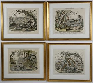 Set of 4 German Hand Colored Lithographs of Amphibians and Fish, 19th Century
