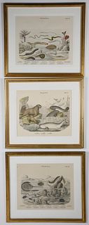 Set Of 3 German Hand Colored Lithographs of Sea Life